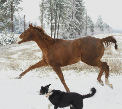 The Top 3 Types of Animal Supplements Contract Manufacturing