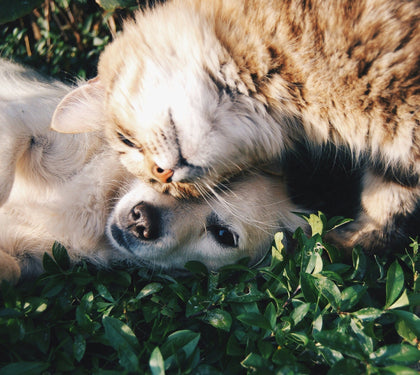 Top 10 Fun Ideas for Contract Manufacturing Pet Supplements