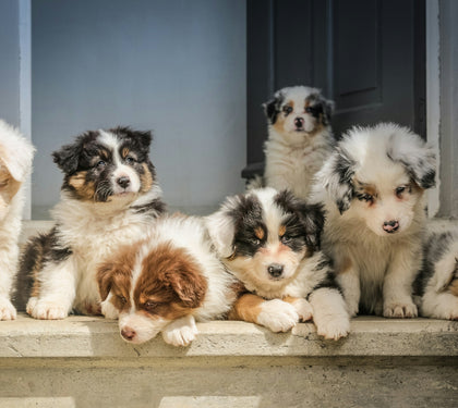 How to Scale Fast with a Pet Supplement Manufacturer