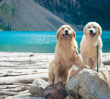 Why Go with a Pet Supplement Contract Manufacturer?